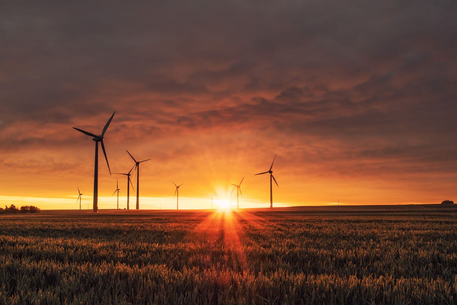 Wind turbines on the horizon above a wheat field at sunrise